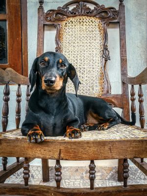 Black and tan doxie on rocker
